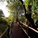 Baumhäuser am Zambezi